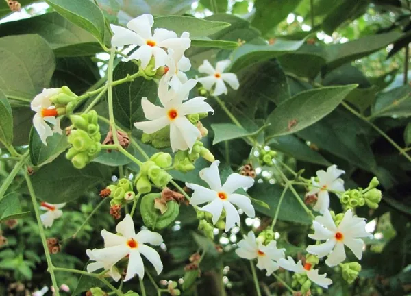 All_Time_Parijat_Night_Blooming_Flower_Plant_For_Home_Gardening_Night_Jasmine_Flower_Plant_&_Tree_(1.5-3.5_Ft_Size)_Pack_Of_1