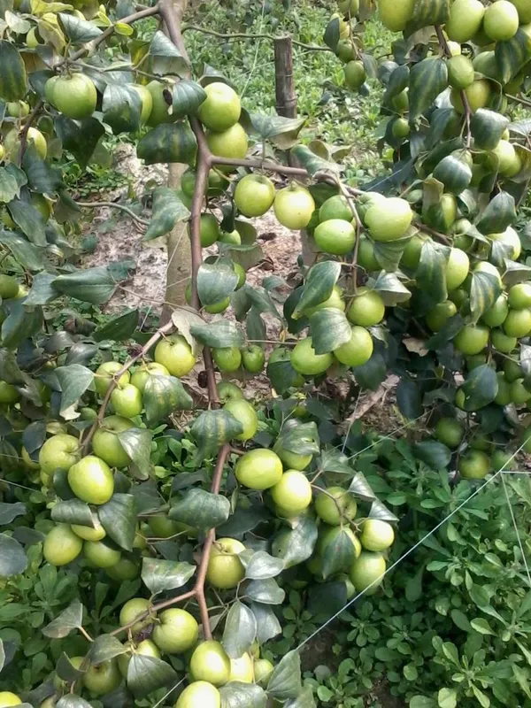 All_Time_(Thai_Variety)_Green_Ber_Apple_Fruit_Plant_&_Tree_For_Home_Gardening_12_Month_(Grafted)_Ber_Apple_Fruit_Plant_(Hybrid,_Pack_Of_1)