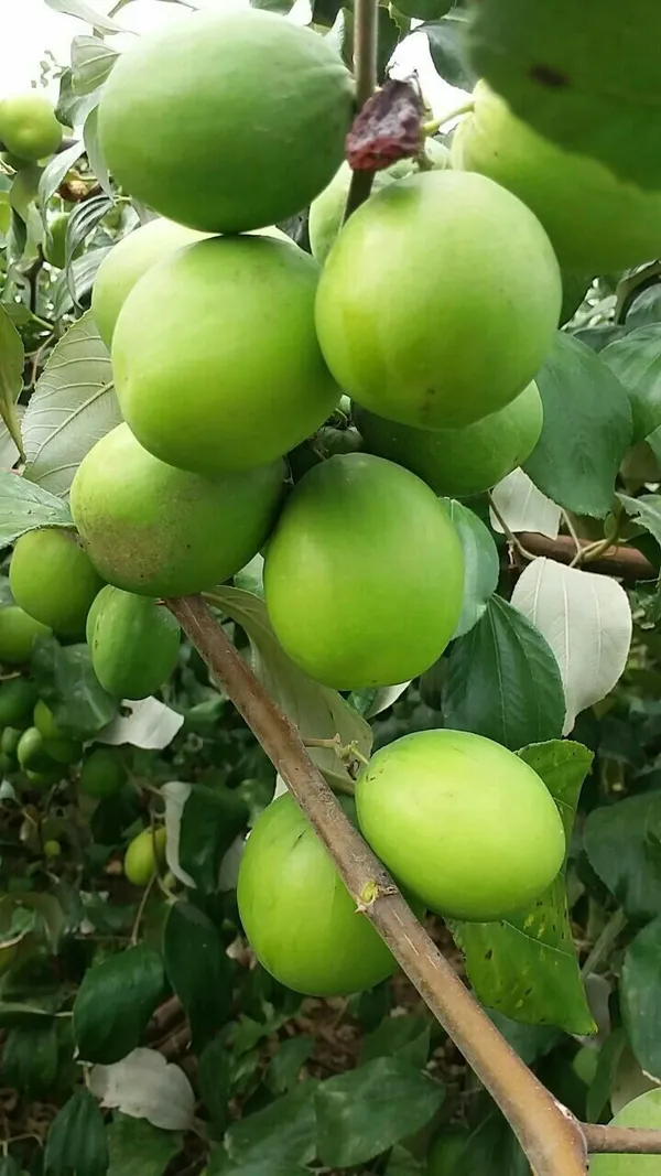 All_Time_(Thai_Variety)_Green_Ber_Apple_Fruit_Plant_&_Tree_For_Home_Gardening_12_Month_(Grafted)_Ber_Apple_Fruit_Plant_(Hybrid,_Pack_Of_1)