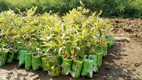 All_Time_(Thai_Variety)_Green_Ber_Apple_Fruit_Plant_&_Tree_For_Home_Gardening_12_Month_(Grafted)_Ber_Apple_Fruit_Plant_(Hybrid,_Pack_Of_1)