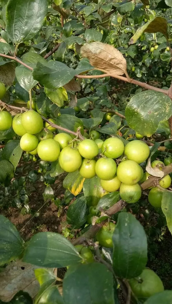 All_Time_(Thai_Variety)_Green_Ber_Apple_Fruit_Plant_&_Tree_For_Home_Gardening_12_Month_(Grafted)_Ber_Apple_Fruit_Plant_(Hybrid,_Pack_Of_1)