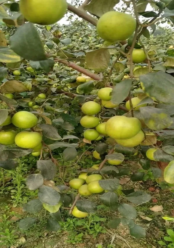 All_Time_(Thai_Variety)_Green_Ber_Apple_Fruit_Plant_&_Tree_For_Home_Gardening_12_Month_(Grafted)_Ber_Apple_Fruit_Plant_(Hybrid,_Pack_Of_1)