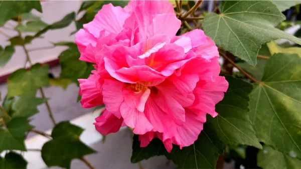 All_time_Confederate_Rose_Land_Lotus_Plant_Double_Petal_cotton_rose_plant