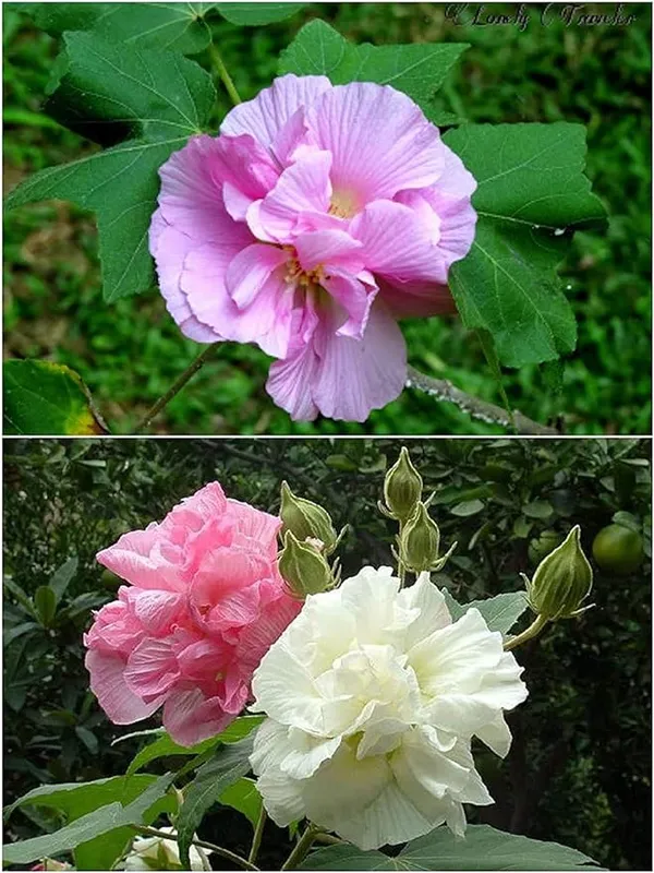 All_time_Confederate_Rose_Land_Lotus_Plant_Double_Petal_cotton_rose_plant