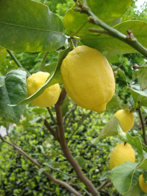 All_Time_(Grafted_)_Elachi_Lemon_/_Lime_Hybrid_Plant_(Pack_of_1)
