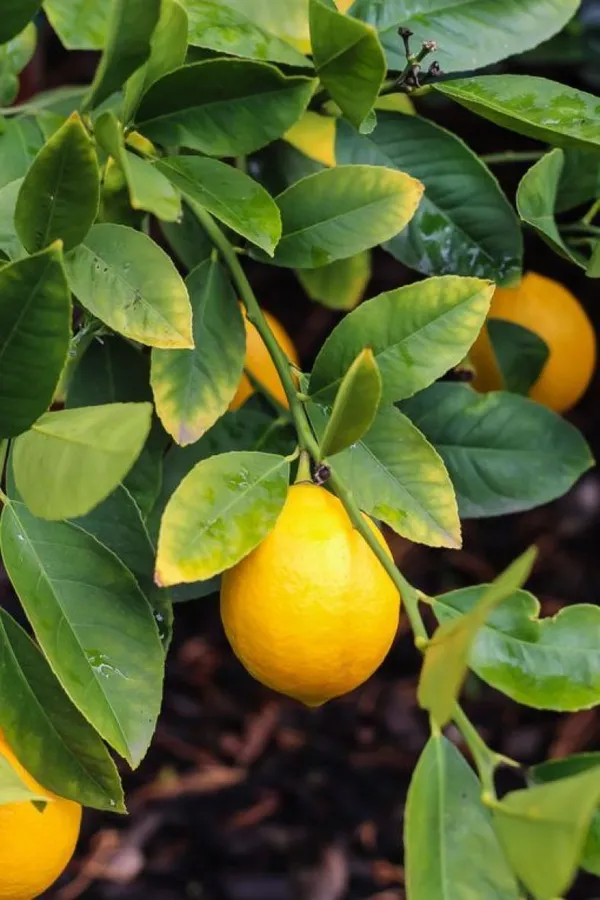 All_Time_(Grafted_)_Elachi_Lemon_/_Lime_Hybrid_Plant_(Pack_of_1)
