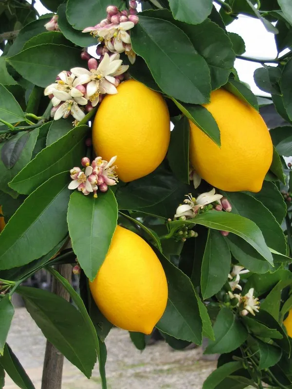 All_Time_(Grafted_)_Elachi_Lemon_/_Lime_Hybrid_Plant_(Pack_of_1)