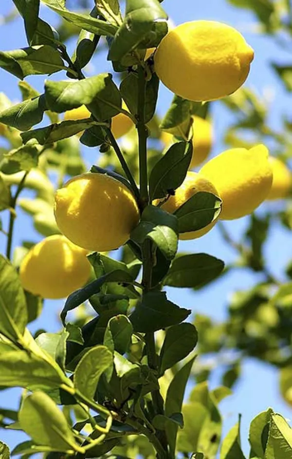 All_Time_(Grafted_)_Elachi_Lemon_/_Lime_Hybrid_Plant_(Pack_of_1)