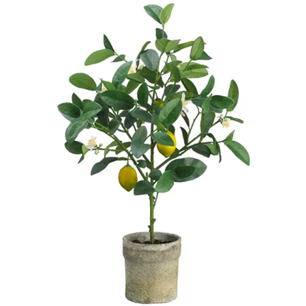 All_Time_(Grafted_)_Elachi_Lemon_/_Lime_Hybrid_Plant_(Pack_of_1)