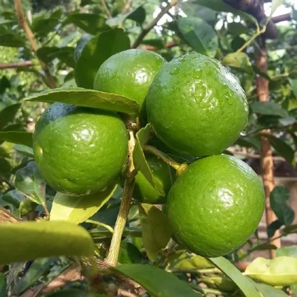 All_Time_Patilabu_/_Lemon_/_Lime_(_Grafted_)_Hybrid_Plant_(Pack_of_1)