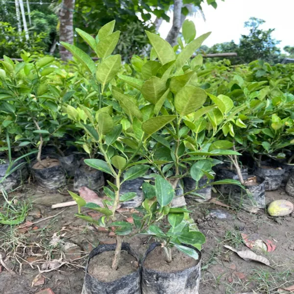 All_Time_Patilabu_/_Lemon_/_Lime_(_Grafted_)_Hybrid_Plant_(Pack_of_1)