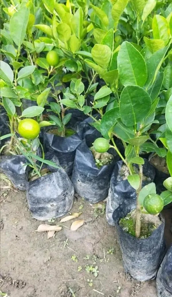 All_Time_Patilabu_/_Lemon_/_Lime_(_Grafted_)_Hybrid_Plant_(Pack_of_1)
