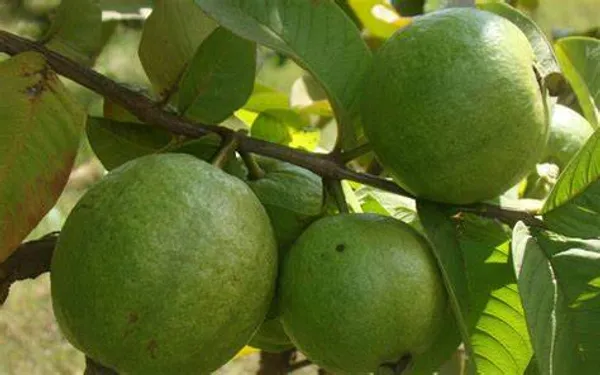 Allahabad_Guava__Plant_(Pack_of_1)_1.5-3.5_Ft