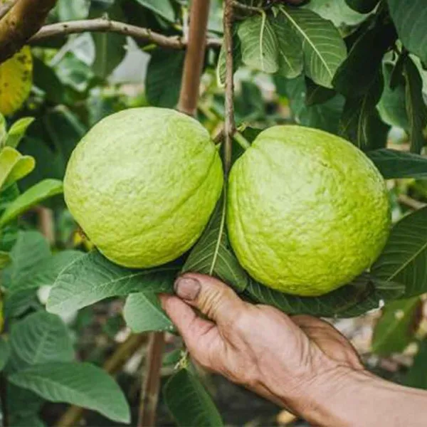 Allahabad_Safeda_Guava_Plant