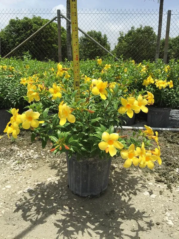Allamanda_Yellow_Flowering_Plant_For_Shrub/Home_Gardening_(1.5-3.5_Ft_size)_Hybrid_Flower_Plant_(Pack_Of_1)