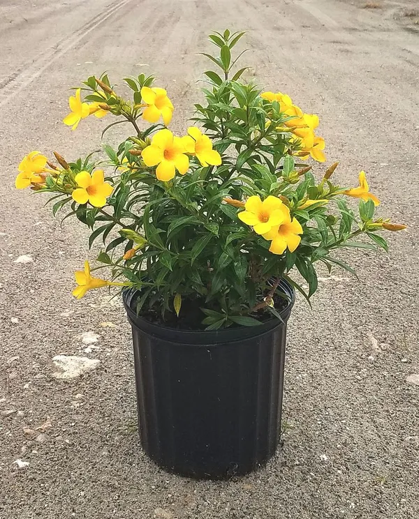 Allamanda_Yellow_Flowering_Plant_For_Shrub/Home_Gardening_(1.5-3.5_Ft_size)_Hybrid_Flower_Plant_(Pack_Of_1)