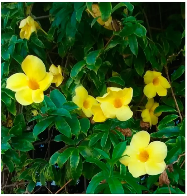 Allamanda_Yellow/Wild_Allamanda_?_Creepers_&_Climbers_Plant_1.5-3.5_Ft_(Pack_Of_1)