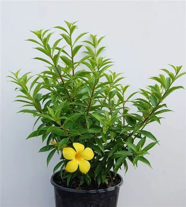 Allamanda_Yellow/Wild_Allamanda_?_Creepers_&_Climbers_Plant_1.5-3.5_Ft_(Pack_Of_1)