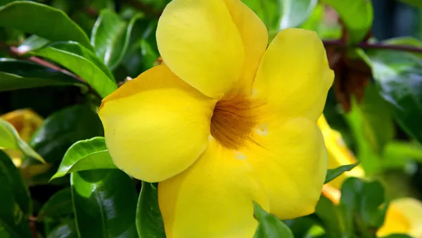 Allamanda_Yellow/Wild_Allamanda_?_Creepers_&_Climbers_Plant_1.5-3.5_Ft_(Pack_Of_1)