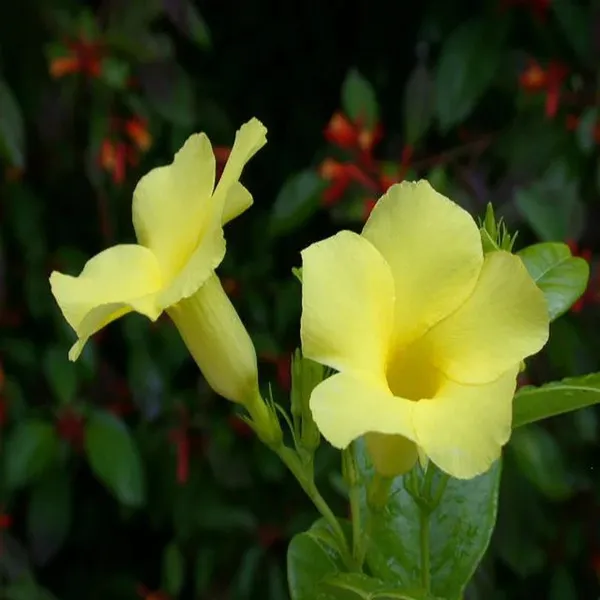 Allamanda_Yellow/Wild_Allamanda_?_Creepers_&_Climbers_Plant_1.5-3.5_Ft_(Pack_Of_1)