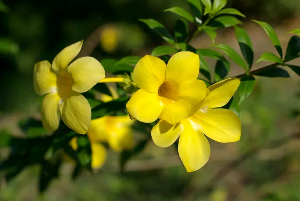 Allamanda_Yellow/Wild_Allamanda_?_Creepers_&_Climbers_Plant_1.5-3.5_Ft_(Pack_Of_1)