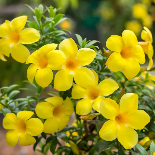Allamanda_Yellow/Wild_Allamanda_?_Creepers_&_Climbers_Plant_1.5-3.5_Ft_(Pack_Of_1)