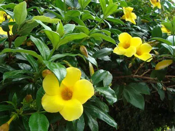 Allamanda_Yellow/Wild_Allamanda_?_Creepers_&_Climbers_Plant_1.5-3.5_Ft_(Pack_Of_1)