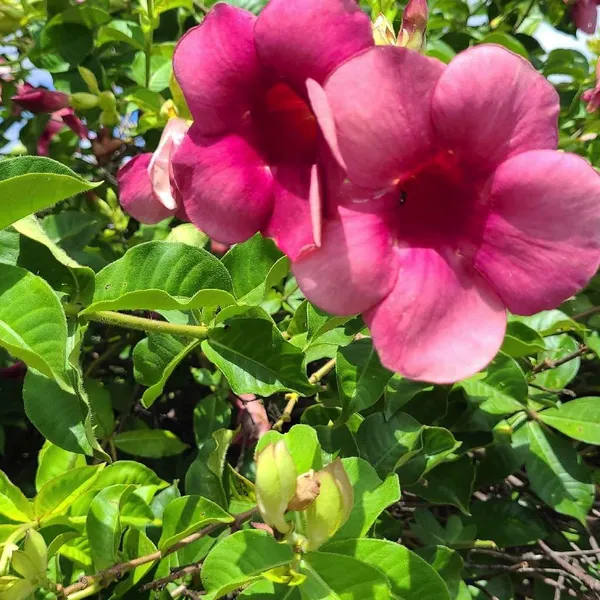 Allamanda_(Grafted)_Flower_Plant_For_Your_Home_Garden_(_Pack_Of_1_)