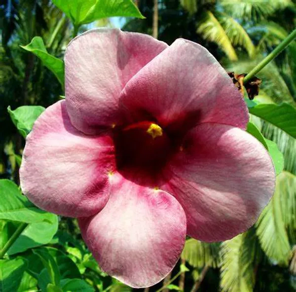 Allamanda_(Grafted)_Flower_Plant_For_Your_Home_Garden_(_Pack_Of_1_)