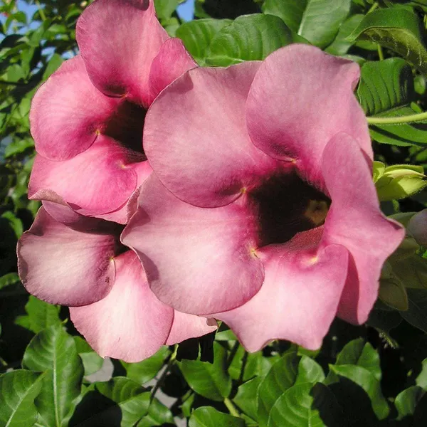 Allamanda_(Grafted)_Flower_Plant_For_Your_Home_Garden_(_Pack_Of_1_)