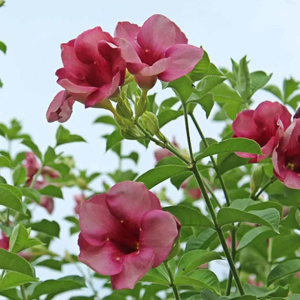 Allamanda_(Grafted)_Flower_Plant_For_Your_Home_Garden_(_Pack_Of_1_)