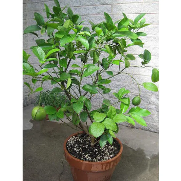 All_Time_Kagaji_Lemon_Hybrid_Plant_(Grafted)