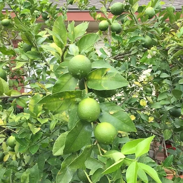 All_Time_Kagaji_Lemon_Hybrid_Plant_(Grafted)