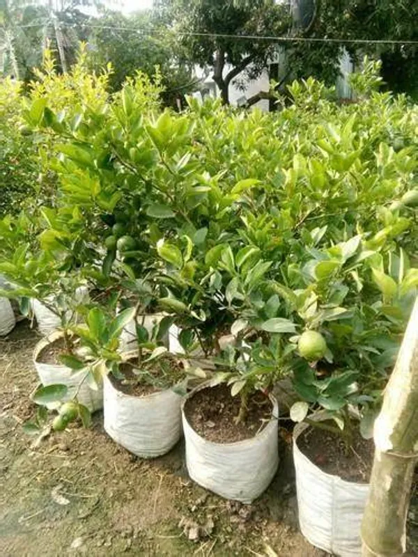 Alltime_Madraji_Kagoji_Labu_(_Grafted_)_/Hybrid_Kagoji_Lemon_Plant_(Pack_of_1)