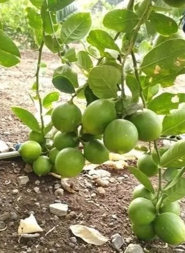 Alltime_Madraji_Kagoji_Labu_(_Grafted_)_/Hybrid_Kagoji_Lemon_Plant_(Pack_of_1)
