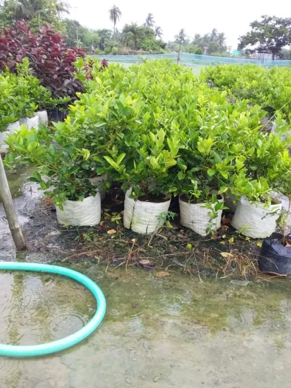 Alltime_Madraji_Kagoji_Labu_(_Grafted_)_/Hybrid_Kagoji_Lemon_Plant_(Pack_of_1)