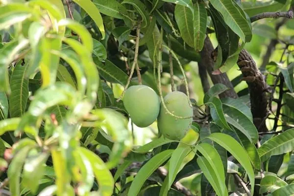 Alphonso_Mango_Plant_Grafted_||_Alphonso_(Hapoos)_From_Ratnagiri_||_Aam_Fruit_Plants_&_Tree_(Hight_1.5_To_2Ft)