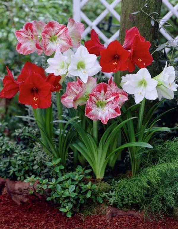 Amaryllis_Lily_Flower_Bulbs_(Multicolor,_Pack_Of_5)_For_Home_Garden