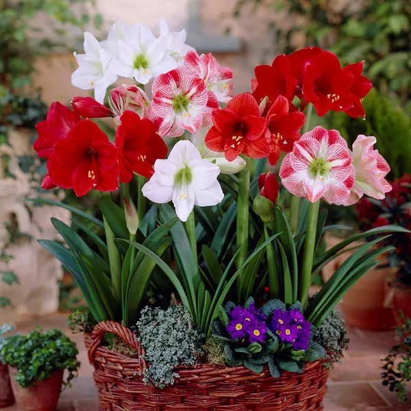 Amaryllis_Lily_Flower_Bulbs_(Multicolor,_Pack_Of_5)_For_Home_Garden