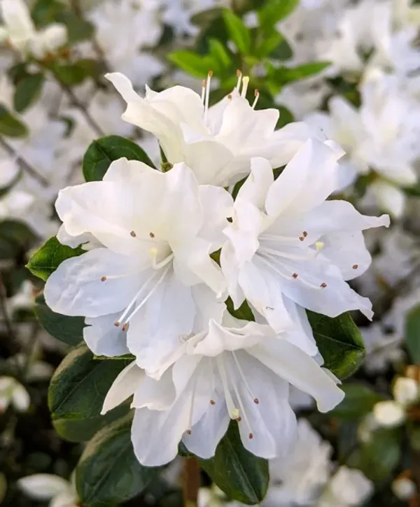 Amazing_White_Azalea_Flowering_Plant_For_Shrub/_Home_Gardening_(Hybrid,_Pack_Of_1)