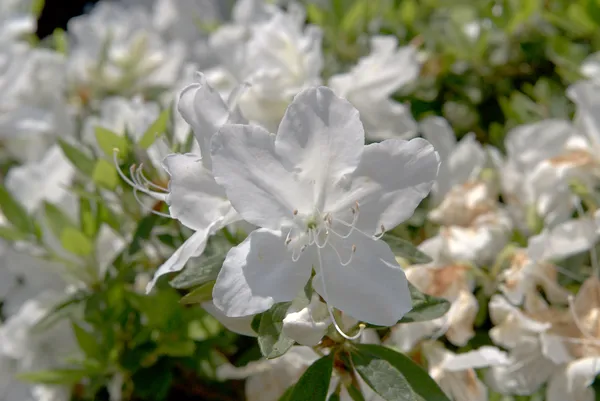 Amazing_White_Azalea_Flowering_Plant_For_Shrub/_Home_Gardening_(Hybrid,_Pack_Of_1)
