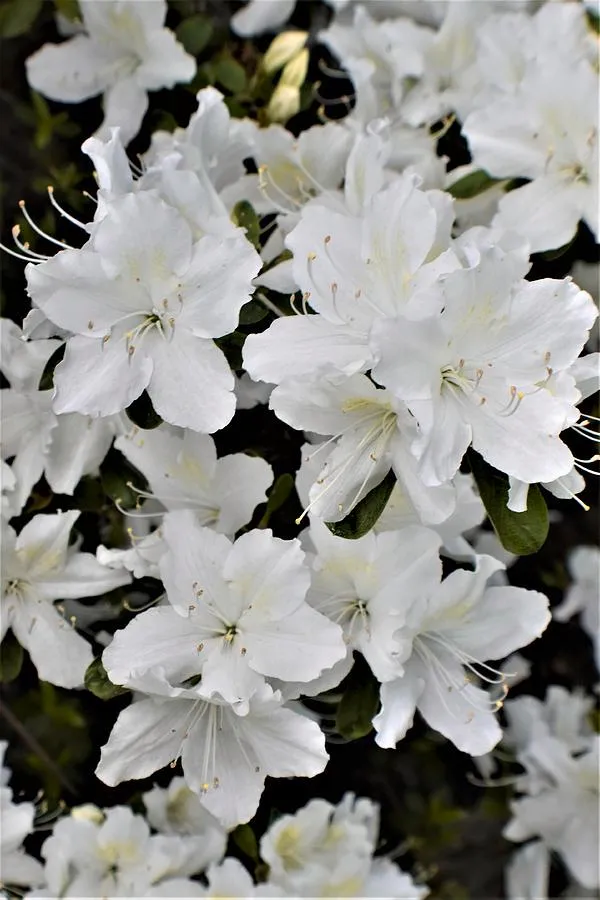 Amazing_White_Azalea_Flowering_Plant_For_Shrub/_Home_Gardening_(Hybrid,_Pack_Of_1)