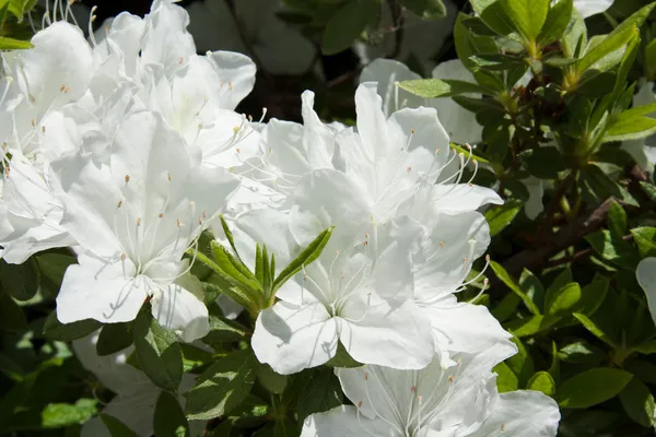 Amazing_White_Azalea_Flowering_Plant_For_Shrub/_Home_Gardening_(Hybrid,_Pack_Of_1)