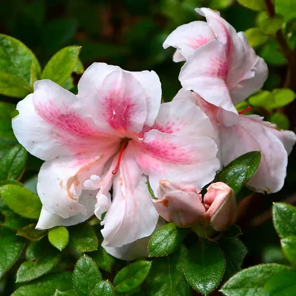 American_Azalea_(White_&_Pink)_Flowering_Plant_For_Bush/Shrub_&_Gardening,_Beautiful_Azalea_Flower_Plant_Age:_1.5_Years_(Hybrid,_Pack_Of_1)