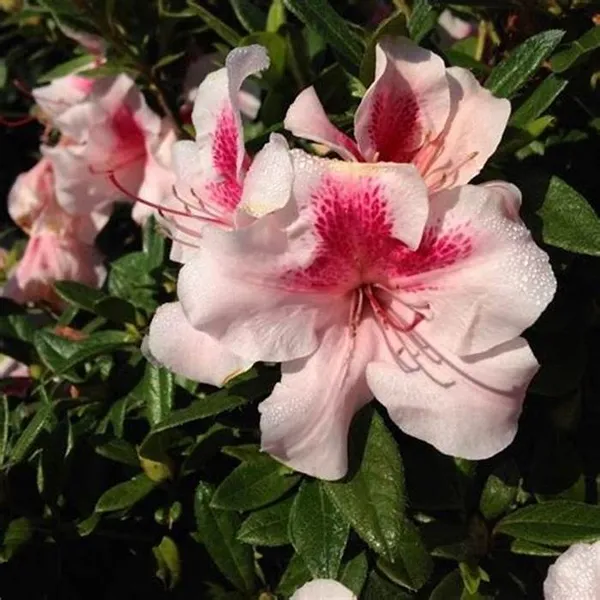 American_Azalea_(White_&_Pink)_Flowering_Plant_For_Bush/Shrub_&_Gardening,_Beautiful_Azalea_Flower_Plant_Age:_1.5_Years_(Hybrid,_Pack_Of_1)
