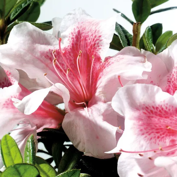 American_Azalea_(White_&_Pink)_Flowering_Plant_For_Bush/Shrub_&_Gardening,_Beautiful_Azalea_Flower_Plant_Age:_1.5_Years_(Hybrid,_Pack_Of_1)