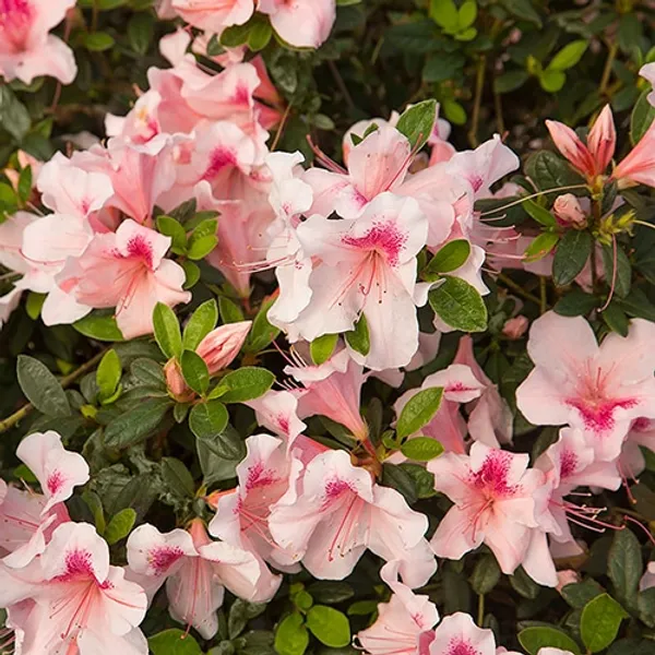 American_Azalea_(White_&_Pink)_Flowering_Plant_For_Bush/Shrub_&_Gardening,_Beautiful_Azalea_Flower_Plant_Age:_1.5_Years_(Hybrid,_Pack_Of_1)