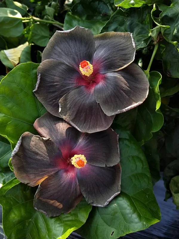 American_Black_Hibiscus_Grafted_Flower_Plant_(_Pack_Of_1)