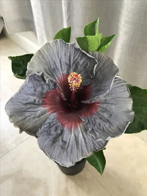 American_Black_Hibiscus_Grafted_Flower_Plant_(_Pack_Of_1)
