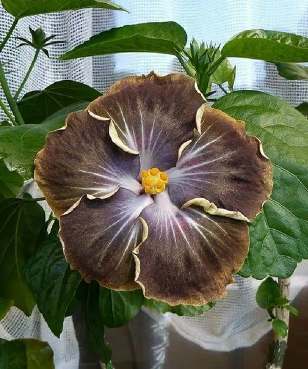 American_Black_Hibiscus_Grafted_Flower_Plant_(_Pack_Of_1)